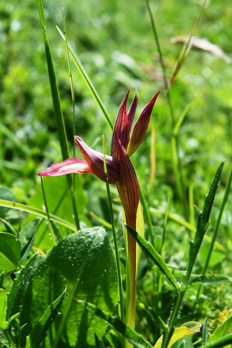 Passeggiata orchidologica al Bosco della Ficuzza